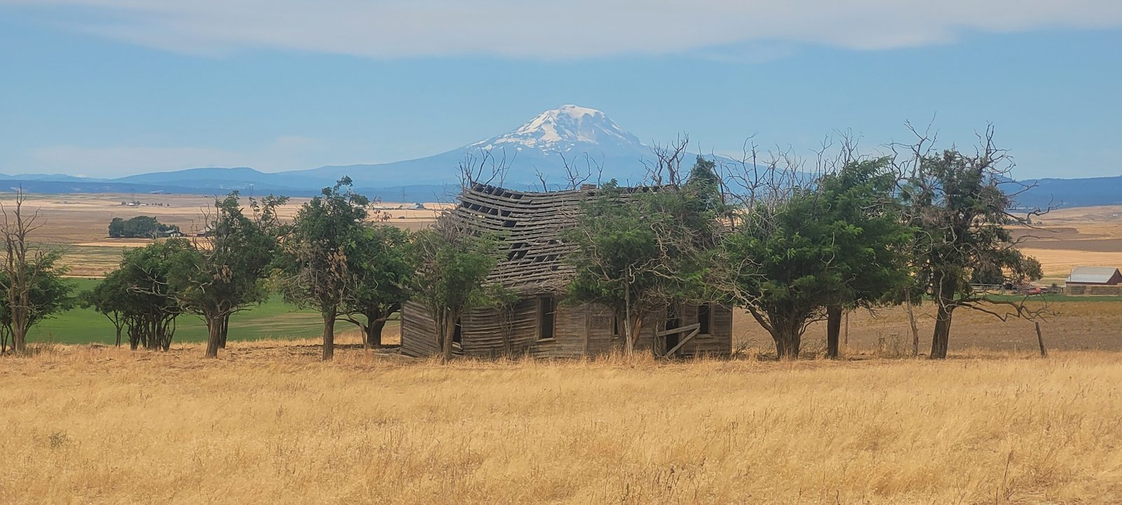 Mt Adams near Stony Oasis Farms.