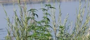 Found these plants growing along the Columbia River.