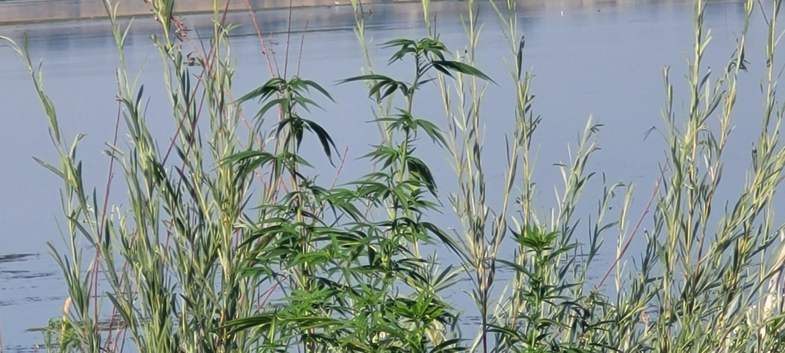 Found these plants growing along the Columbia River.