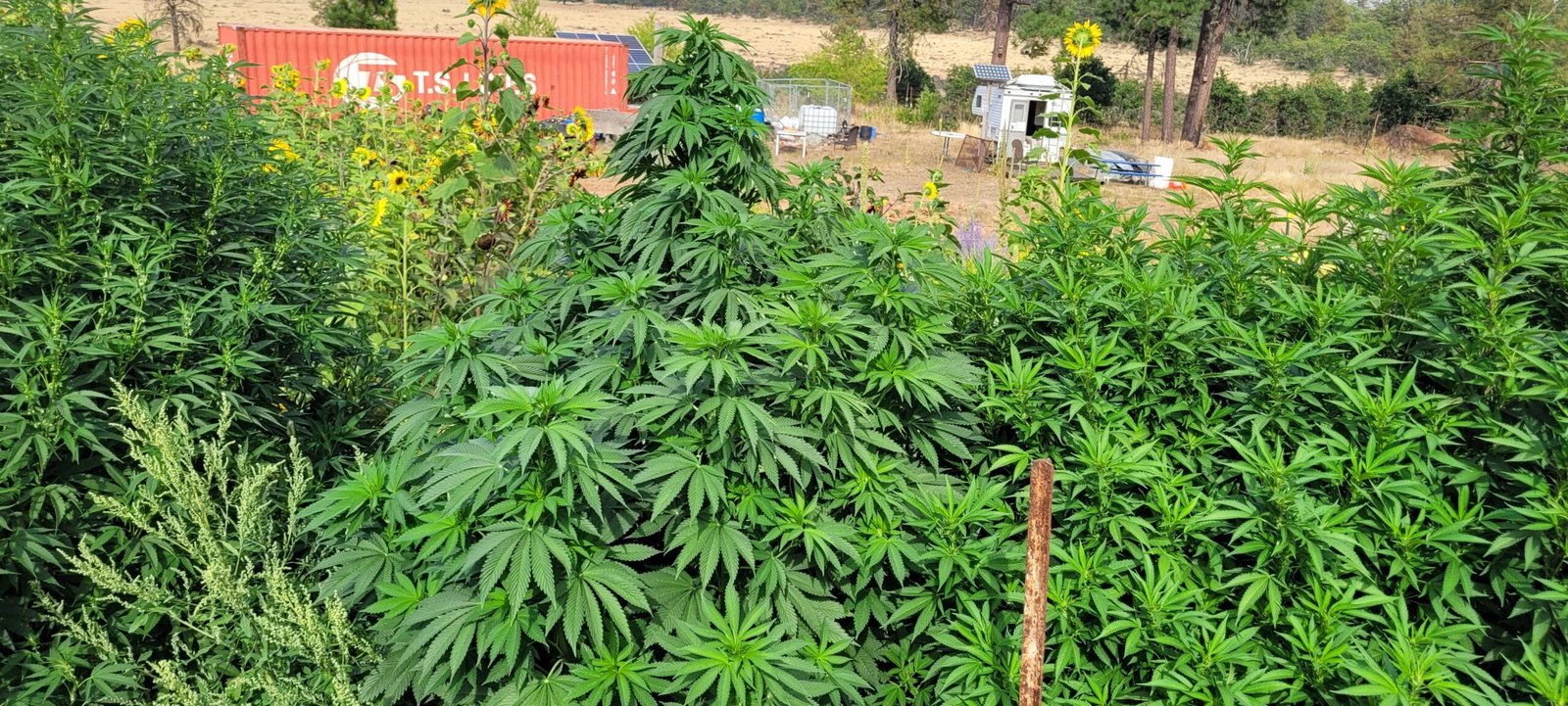 The runt cannabis plant has recovered! No longer a runt!