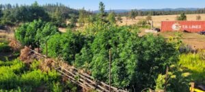 The dryland hugelkultur cannabis grow at Stony Oasis Farms.