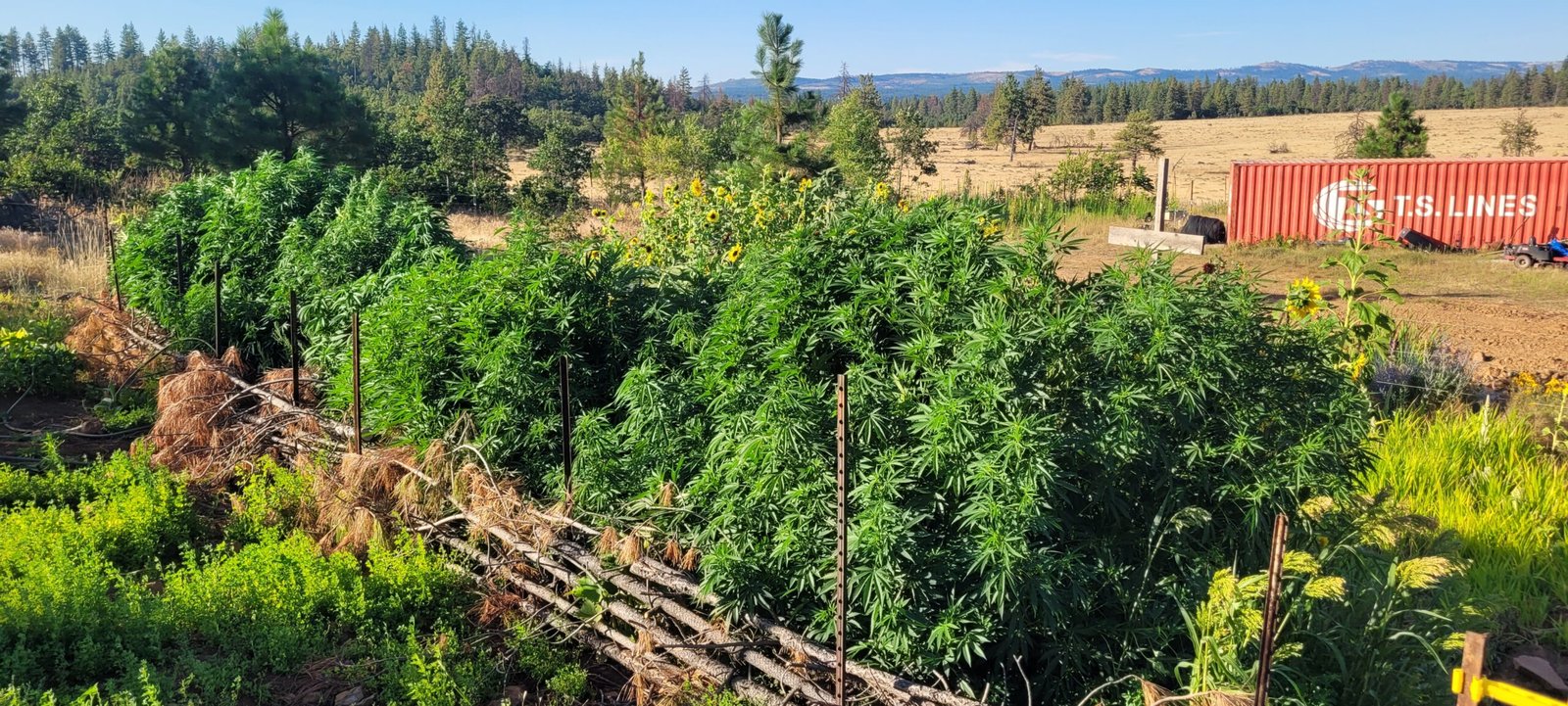 The dryland hugelkultur cannabis grow at Stony Oasis Farms.