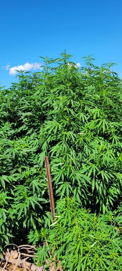 Tallest cannabis plant in the 2026 hugelkultur grow up at Stony Oasis Farms.