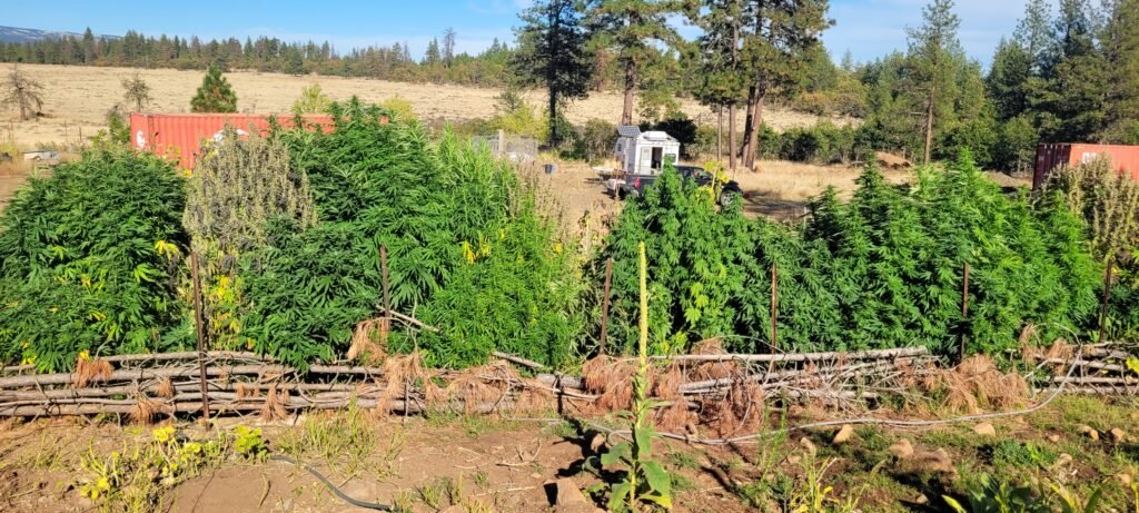 The 2026 cannabis grow at Stony Oasis Farms matures.