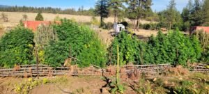 The 2026 cannabis grow at Stony Oasis Farms matures.