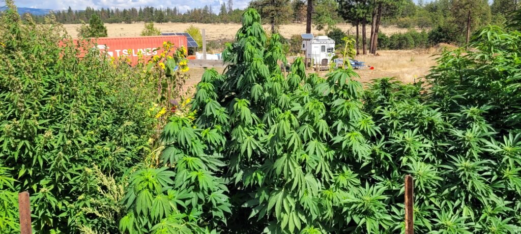 Balochistan Black Tiger cannabis strain at Stony Oasis Farms.