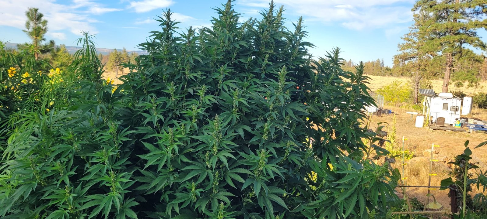 The cannabis plants growing at Stony Oasis Farms are getting huge!
