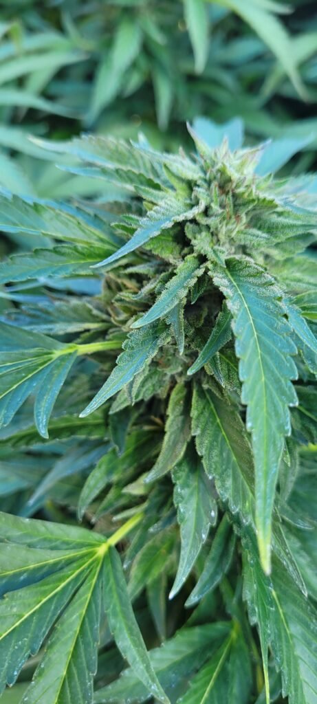 Cannabis flower making seed.