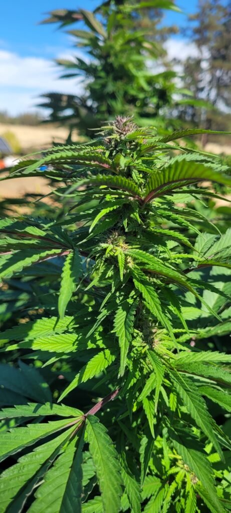 Cannabis blooming at Stony Oasis Farms.