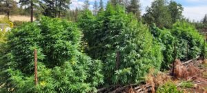 The cannabis plants at Stony Oasis Farms with fall approaching.