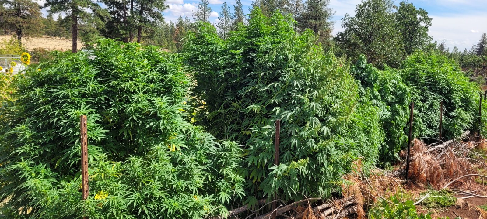 The cannabis plants at Stony Oasis Farms with fall approaching.