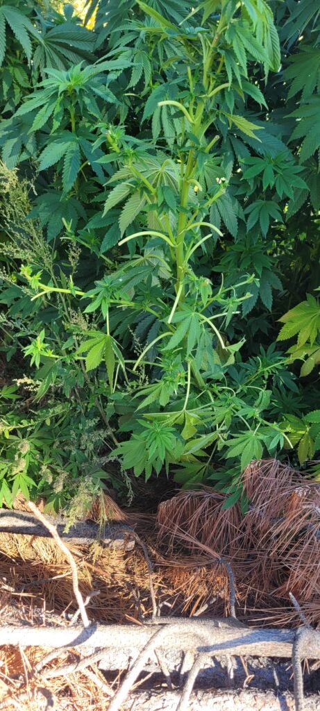 Deer damaged cannabis plant.