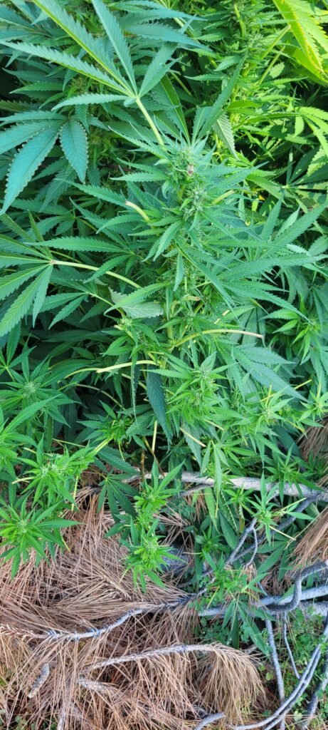 Deer do eat cannabis occasionally.