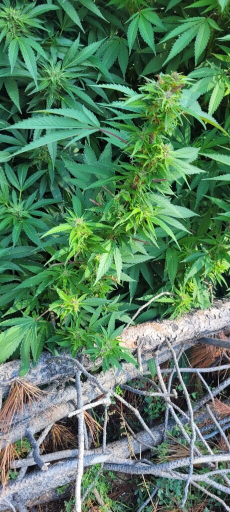 Deer will eat the cannabis leaves, but do not like the buds.