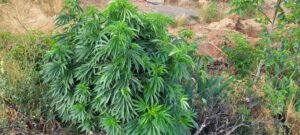 Guerrilla cannabis plant.