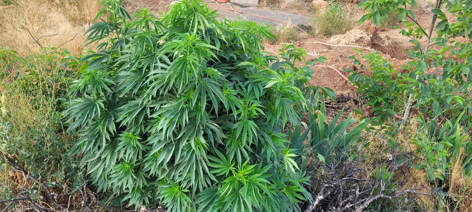 Guerrilla cannabis plant.