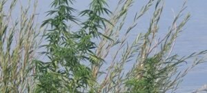 The cannabis plants are still there....