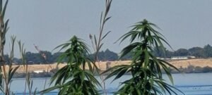 The wild guerrilla cannabis grow is beginning to flower!