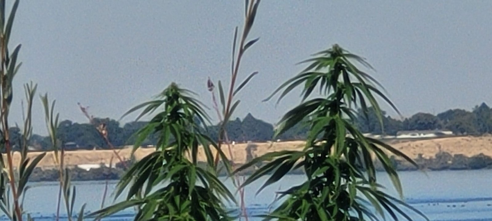 The wild guerrilla cannabis grow is beginning to flower!