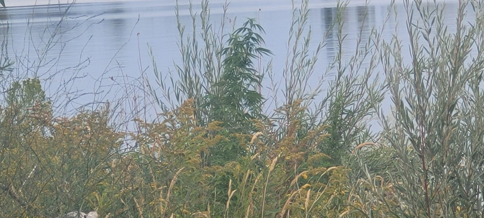 Cannabis I found growing wild along the Columbia River.