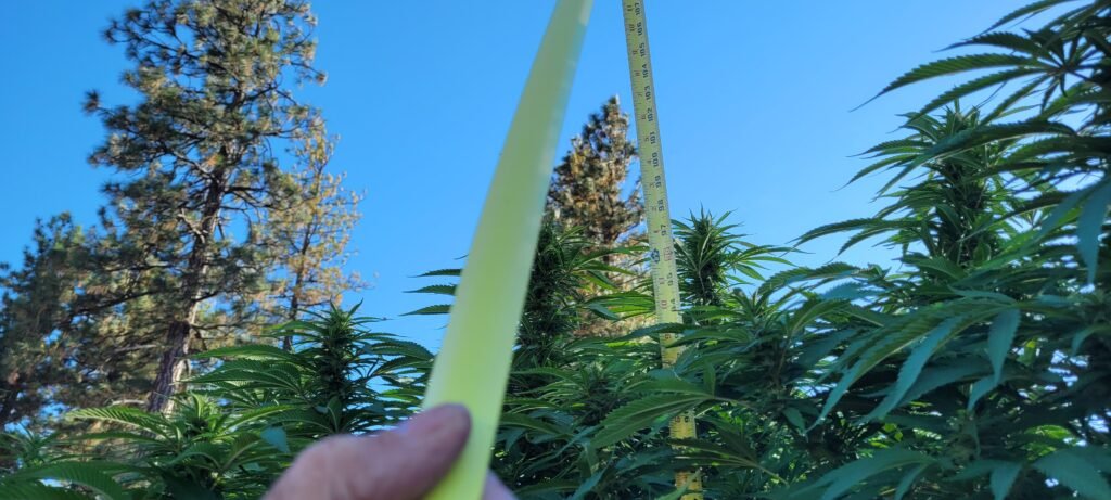 Just how tall will the tallest cannabis plant get?