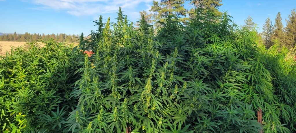 The three male cannabis plants in the grow at Stony Oasis Farms 2026.