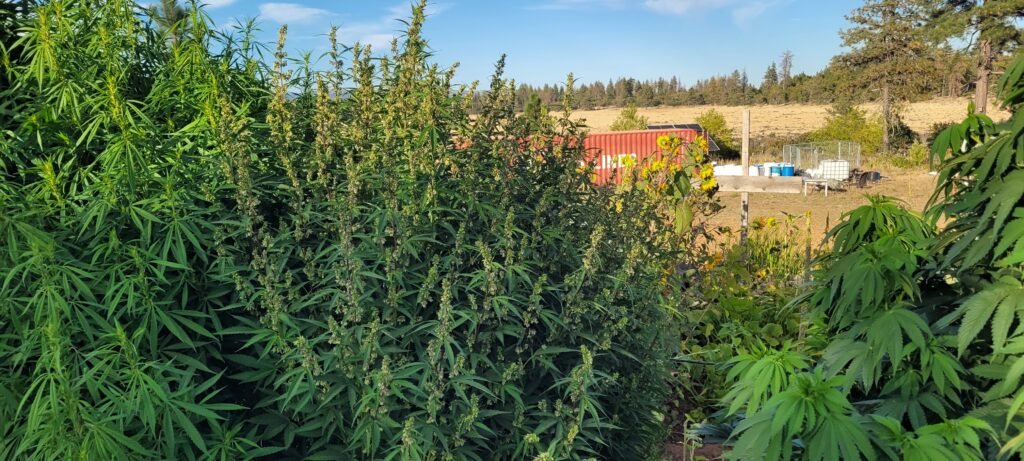 Male cannabis plant in the 2026 Stony Oasis Farms grow.
