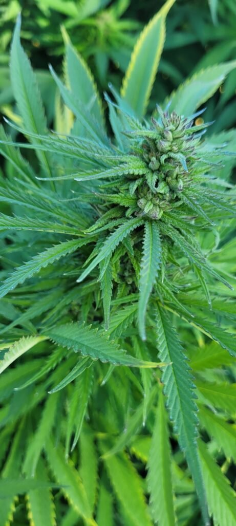 Cannabis flower from grow at Stony Oasis Farms.