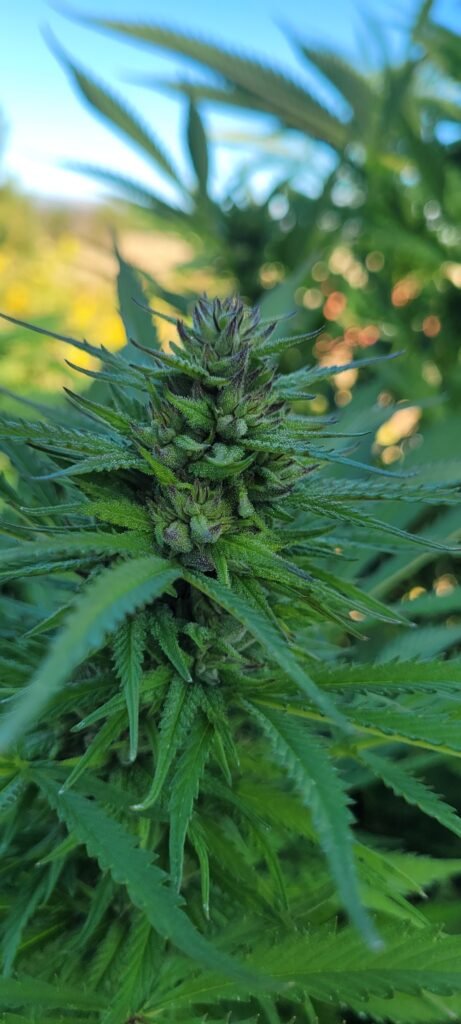 Cannabis flower from Stony Oasis Farms.