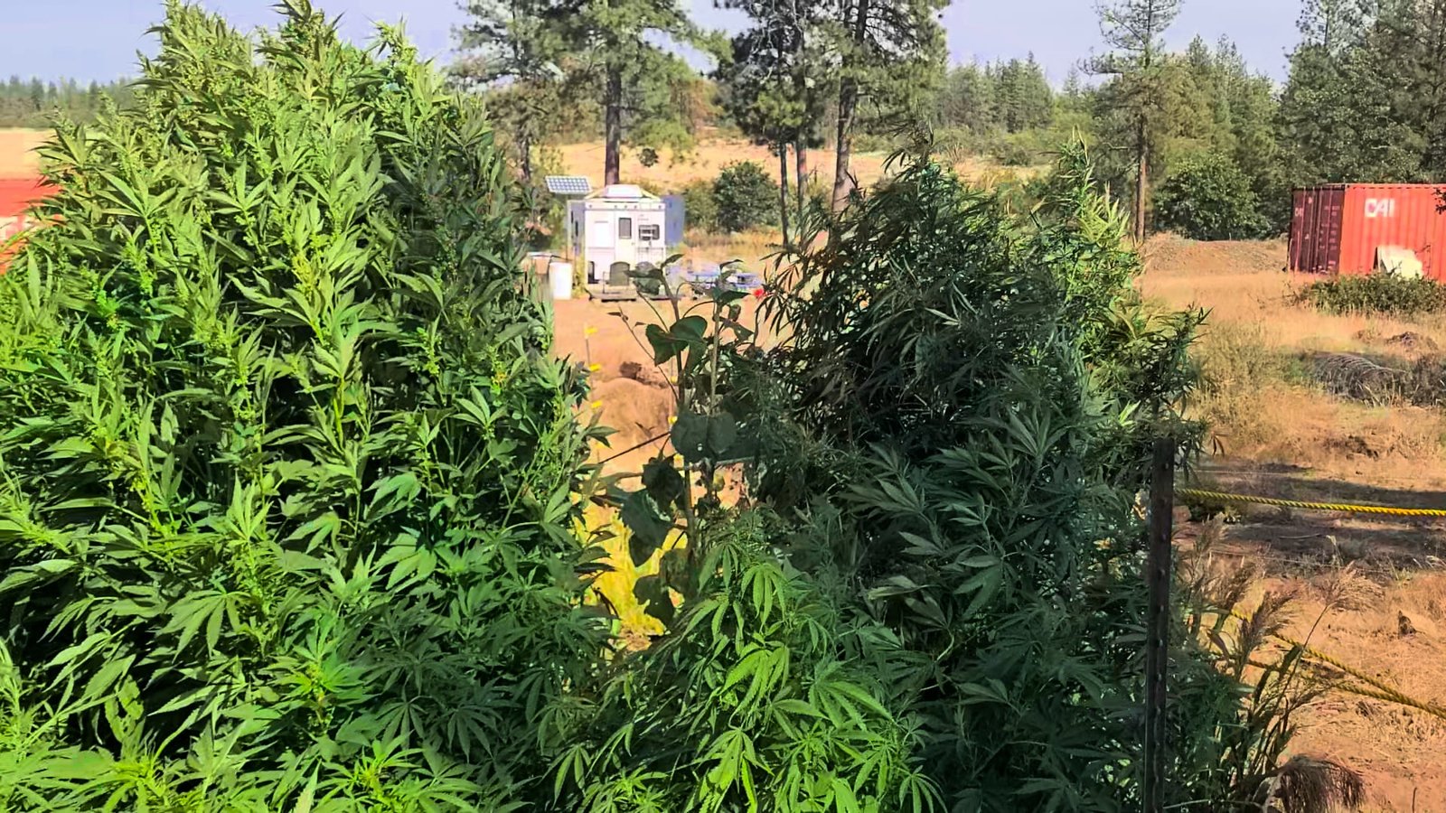 Cannabis at Stony Oasis Farms blowin in the wind.