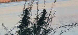 Found guerrilla cannabis patch along the Columbia River.