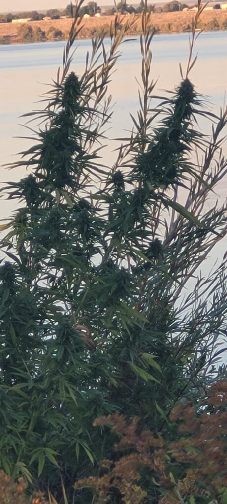 The wild cannabis plants are flowering.