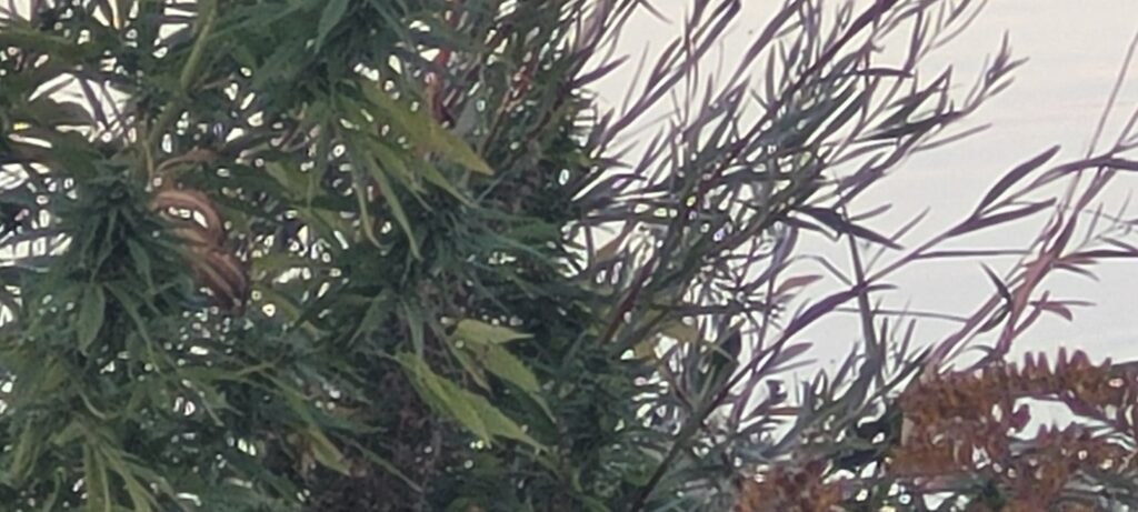 Wild, guerrilla cannabis grow along the Columbia River.