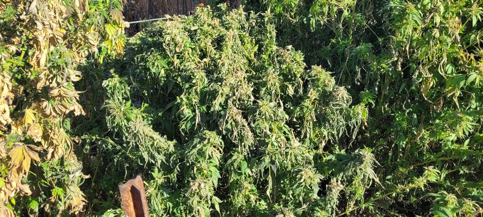 The KickAss White OG could not handle cold temps well.