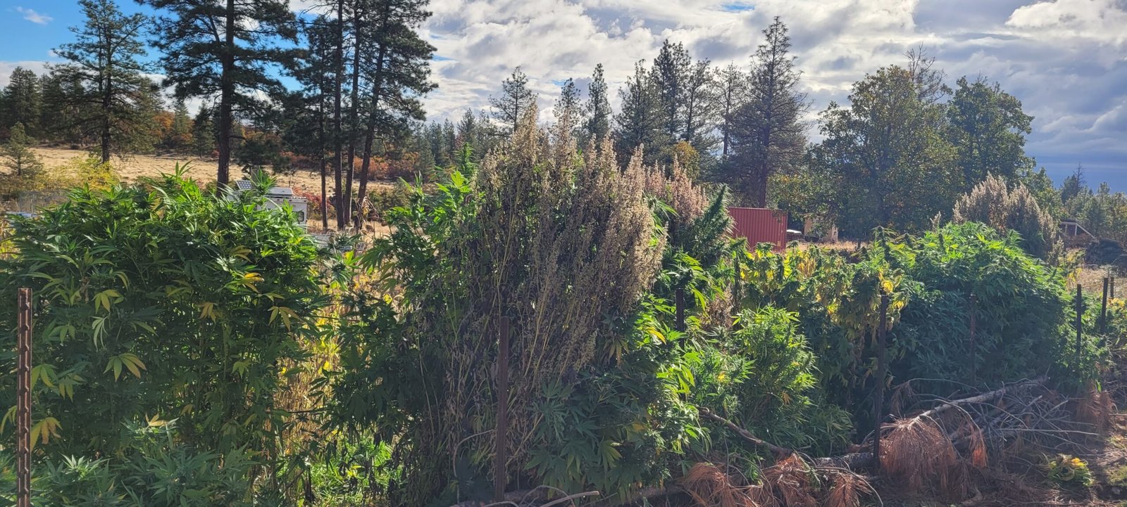 Oct. arrives at Stony Oasis Farms...time to chop the cannabis.