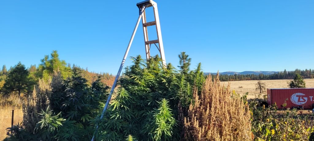 Measuring the tallest cannabis plant in the hugelkultur grow at Stony Oasis Farms.