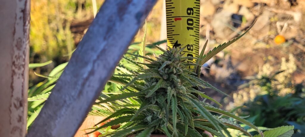 How tall did the tallest plant get?