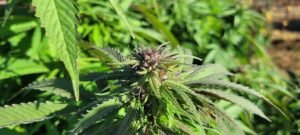 Sugar Haze mother plant making seed.
