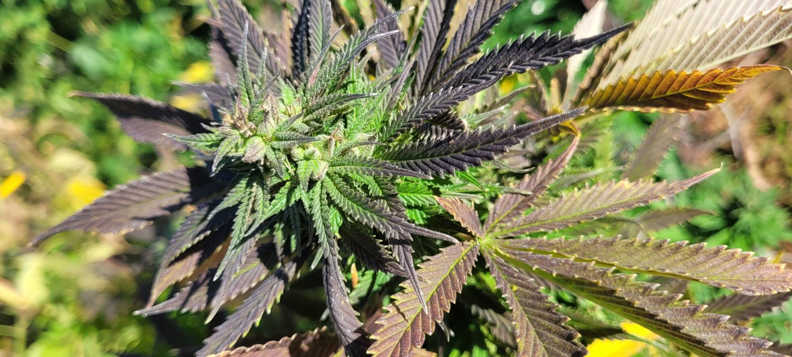 Tahoe OG growing at Stony Oasis Farms.