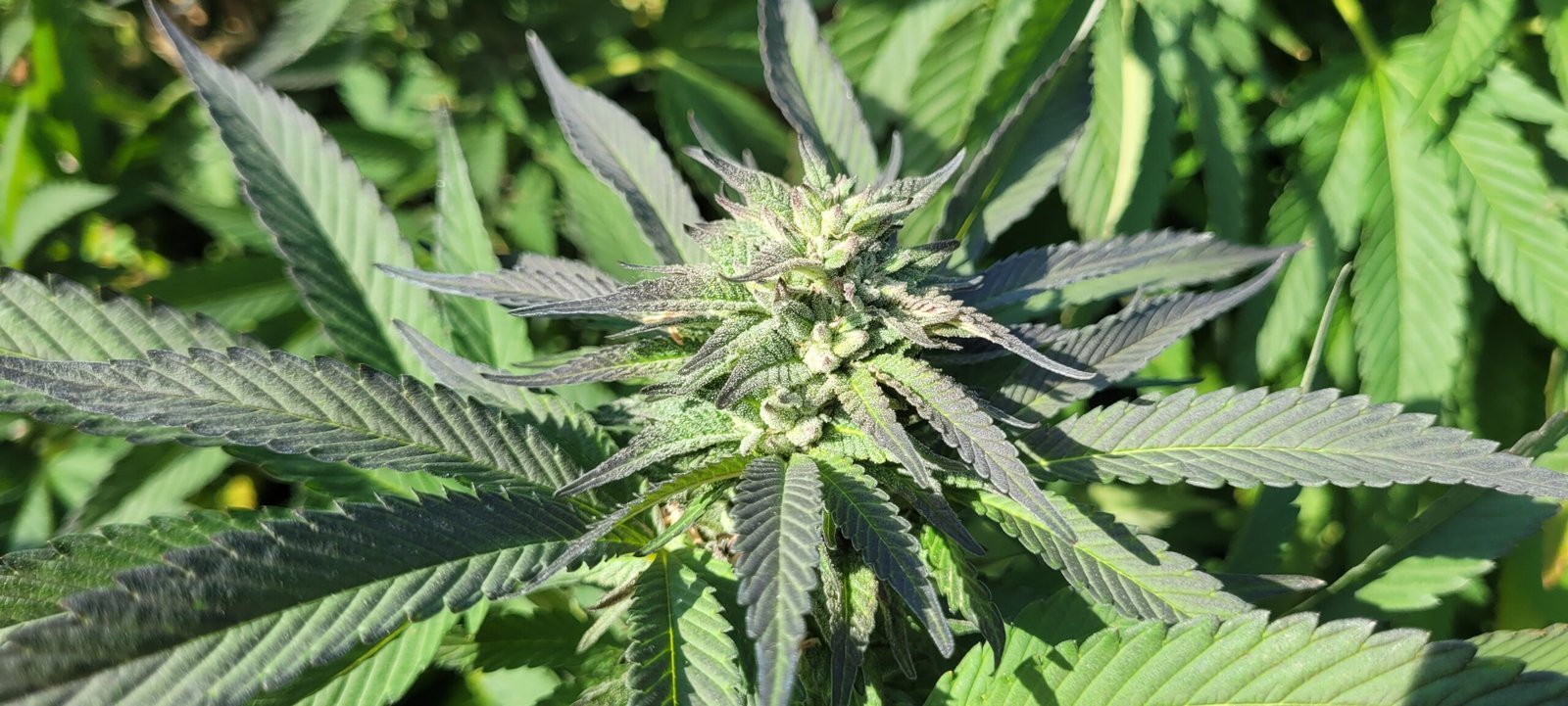 Growing The Black at Stony Oasis to Make F1' seeds.