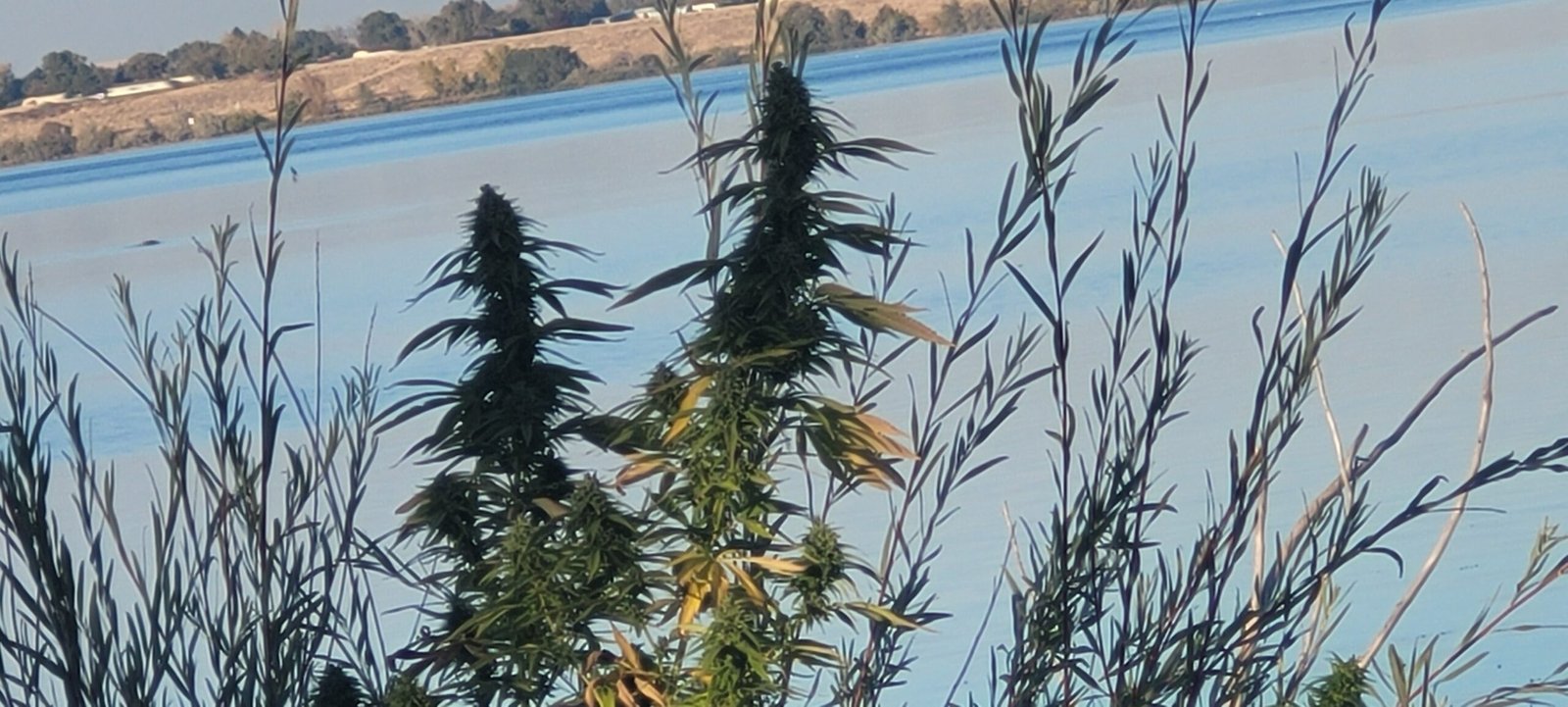 Wild cannabis growing along the Columbia River in Washington State.
